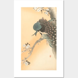 Peacock on a Blossoming Cherry Tree - Japanese Artwork Posters and Art